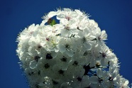 白色樱花高清摄影图片