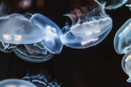 海中透明水母图片