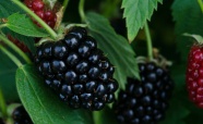黑莓野浆果图片