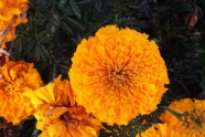 雨后橙色万寿菊图片