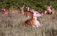 森林鹿群休息图片
