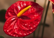 红掌花卉特写图片