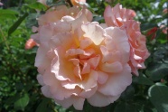 花园粉色玫瑰花朵图片