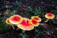 地面伞状红蘑菇图片