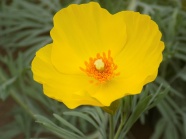 黄色罂粟花朵图片