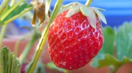 成熟红草莓特写图片