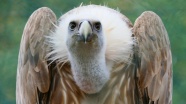 野生秃鹰摄影图片