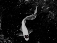 观赏鲤鱼黑白图片