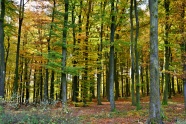 秋季森林树木风景图片