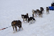 一群雪橇狗图片