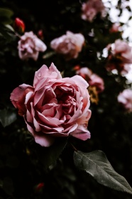 粉色唯美玫瑰花图片