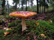 秋季雨后红蘑菇图片