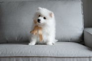 可爱白色萨摩耶幼犬图片