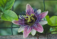 紫花西番莲图片