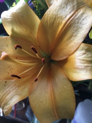 橙色百合花朵微距摄影