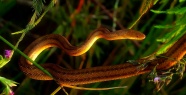 金棕色蛇图片