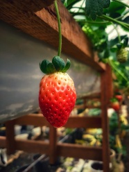 一颗鲜红草莓图片
