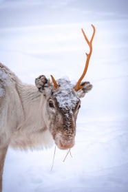 雪中驯鹿摄影图