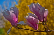 唯美紫红色木兰花图片