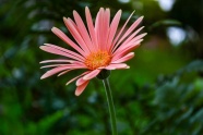 粉红色野菊花摄影图片