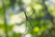 森林蜘蛛知网图片