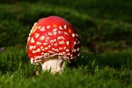 红色飞木耳蘑菇苞图片