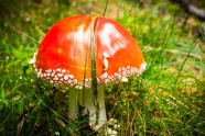 草地野生红色毒蘑菇图片