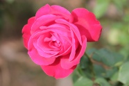 玫瑰红色花朵图片