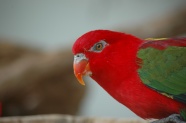 红色鹦鹉局部图片