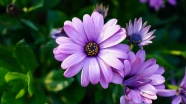盛开紫色野菊花图片