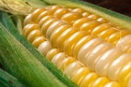 黄色玉米粒特写图片