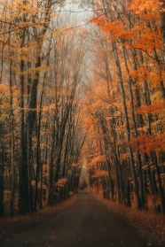 秋季树林唯美风景图片
