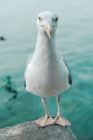 海鸥白色图片