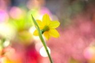 微距黄色水仙花朵图片