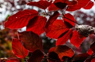 植物园红色树叶图片