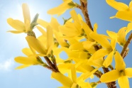 黄色娇艳枝头花朵图片
