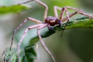 长腿大蜘蛛摄影图片