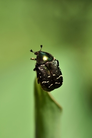 黑色甲虫图片