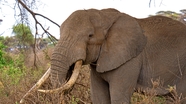非洲坦桑尼亚野生大象图片