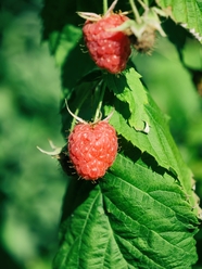 野生山莓图片