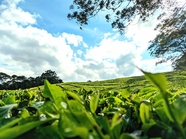 蓝天白云绿色茶园风景图片