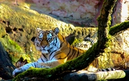 动物园野生东北虎图片