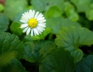 野生白色小雏菊图片