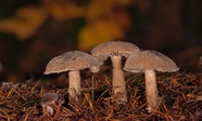 森林地面野生蘑菇图片