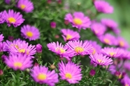 高清紫色翠菊图片