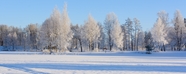 冬季雪地树林雪景图片
