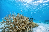 亚热带水下世界珊瑚鱼群图片