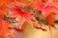 秋天红色枫叶微距特写摄影图片