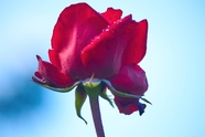红色玫瑰花绽放图片