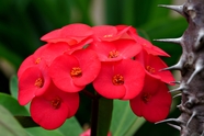 红色铁海棠图片